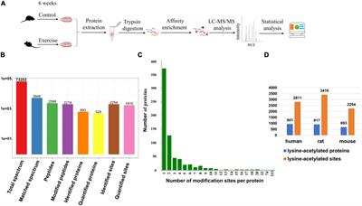 Alterations of Lysine Acetylation Profile in Murine Skeletal Muscles Upon Exercise